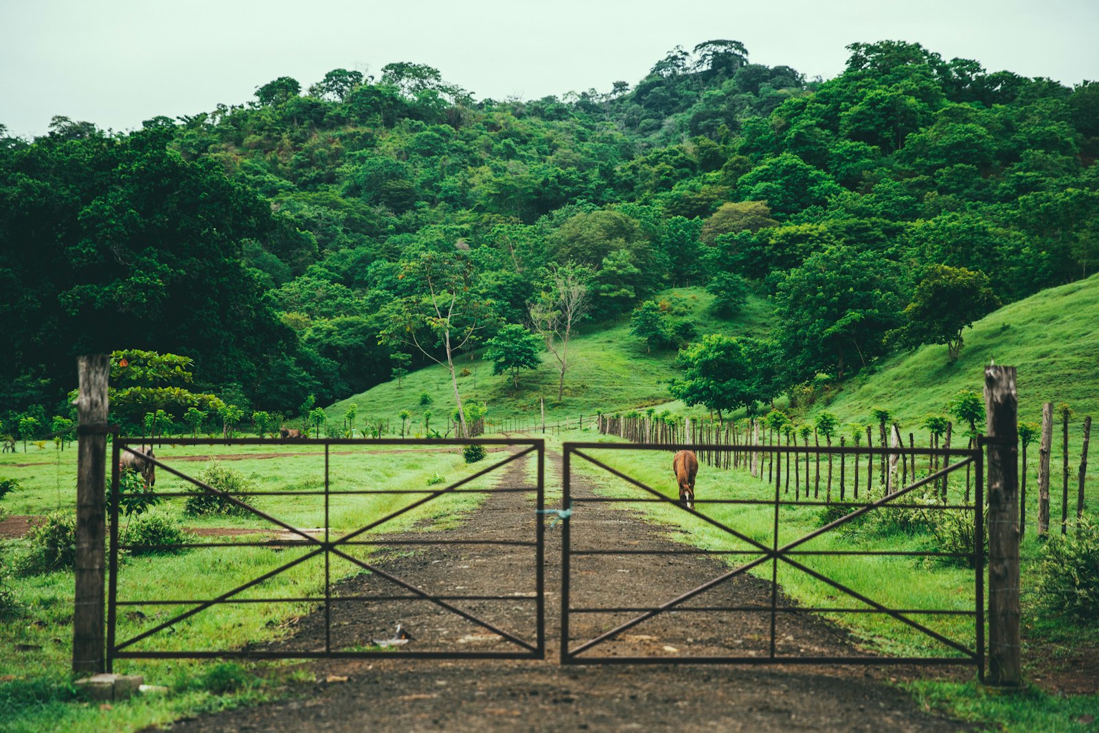 Wooden fence on a green field