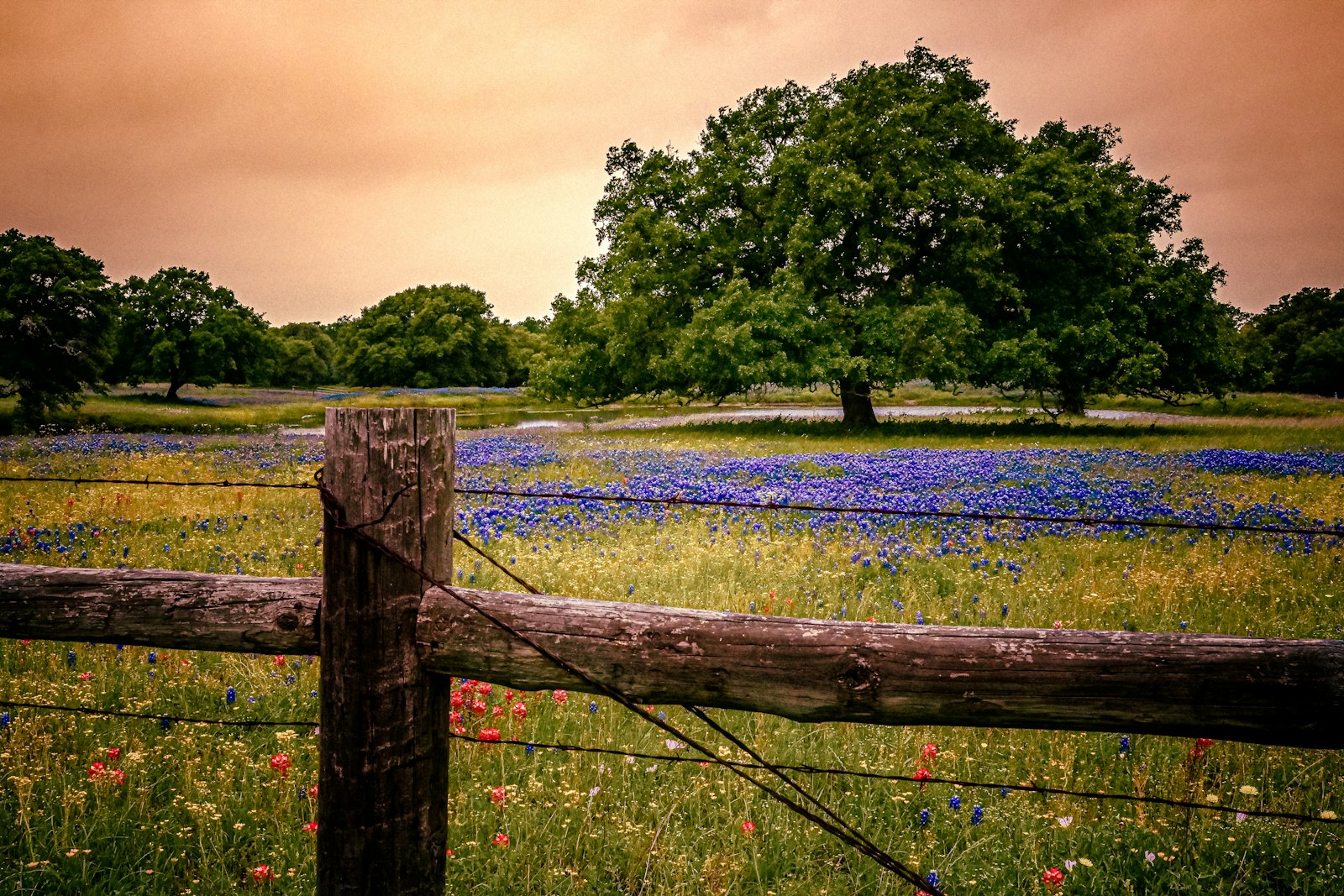 Wooden ranch fence beside a field of Texas wildflowers