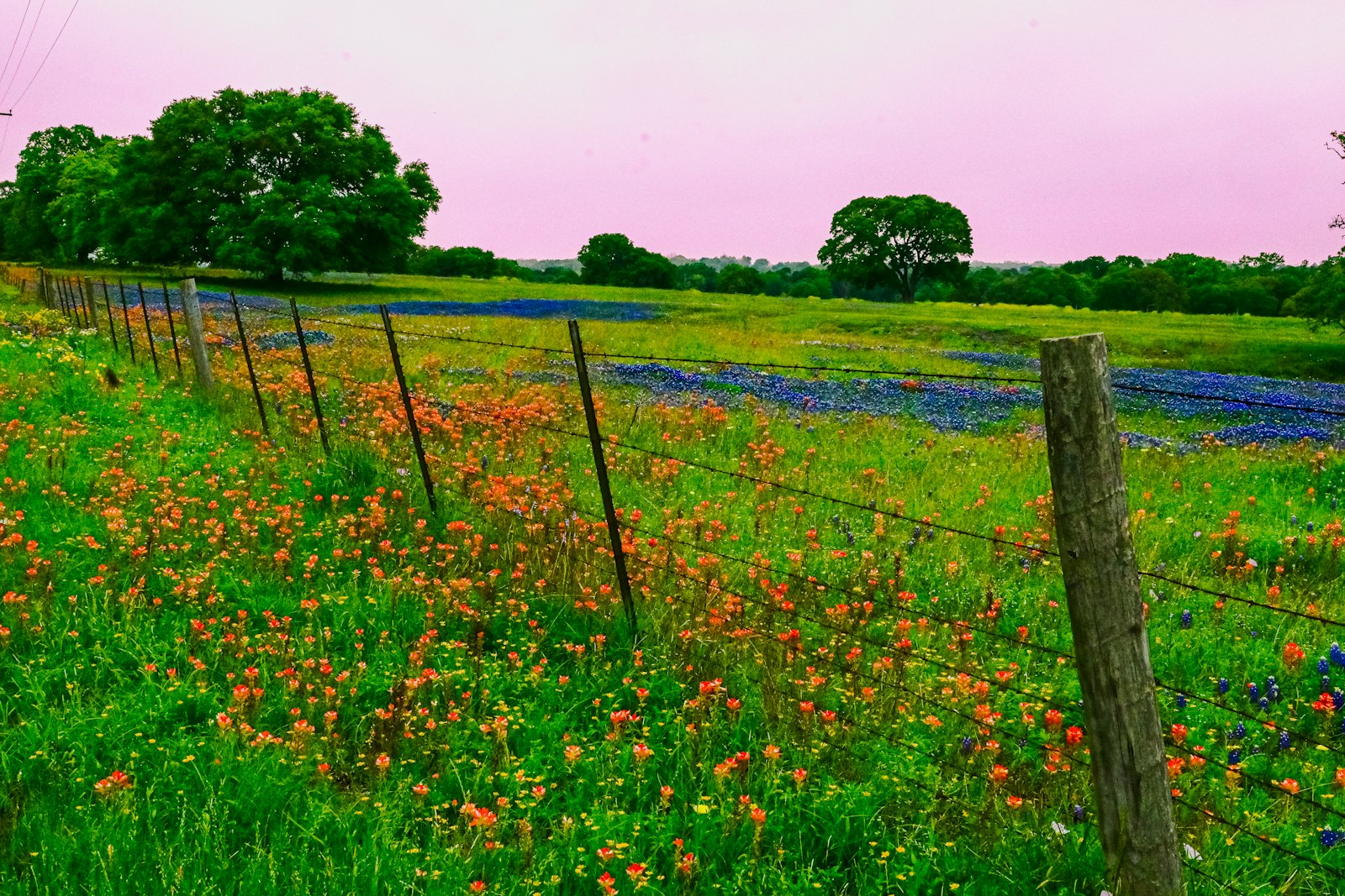 Fence line beside a field of flowers